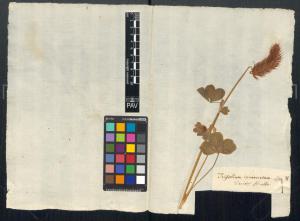 Trifolium incarnatum L.