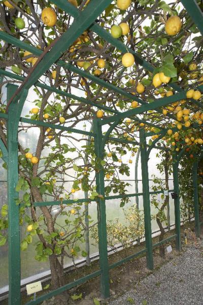 Citrus limon (L.) Burm.f.