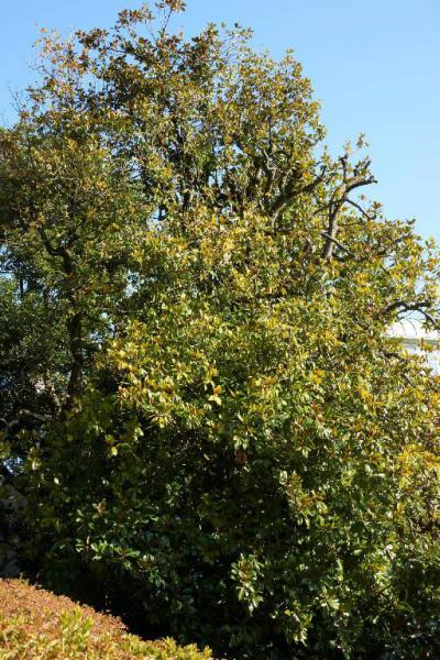 Cinnamomum camphora (L.)J.Presl.
