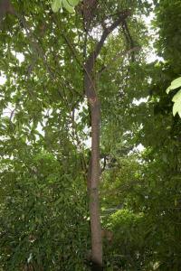 Cinnamomum camphora (L.) J. Presl.
