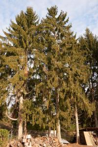 Picea abies (L.) H. Karst