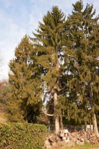 Picea abies (L.) H. Karst