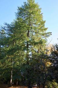 Pinus wallichiana A.B.Jacks.