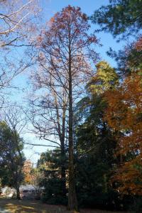 Metasequoia glyptostroboides Hu & Chen