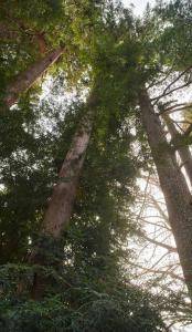 Sequoia sempervirens (D.Don) Endl.