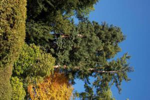 Sequoia sempervirens (D.Don) Endl.