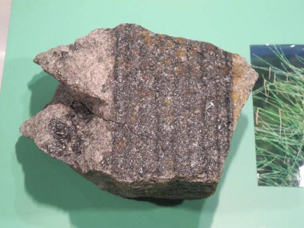 Sigillaria fossile
