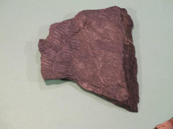 Cicadophyta fossile