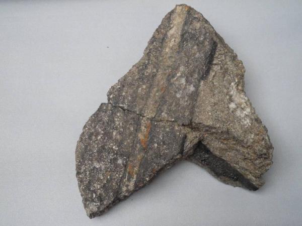 Sigillaria fossile