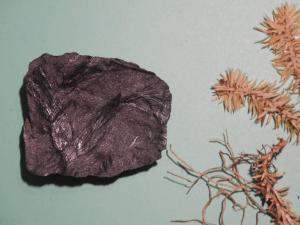 Fossile vegetale non identificato