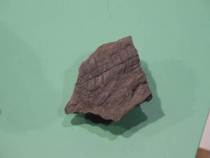 Cicadophyta fossile