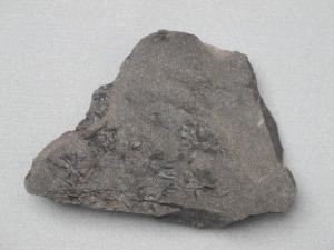 Equiseto fossile