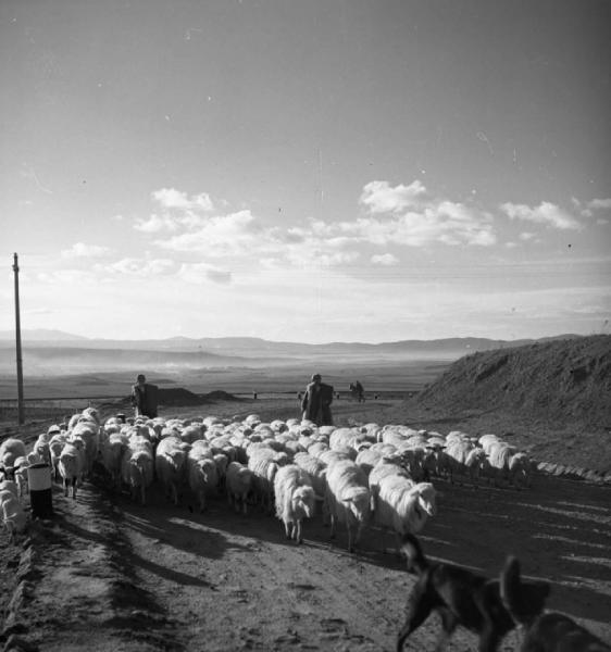 Italia del Sud. Sardegna - Regione di Meilogu - Gregge di pecore