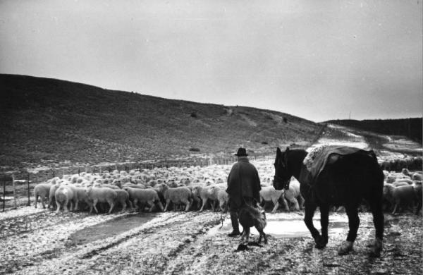 Un pastore segue il gregge a fianco di un cavallo
