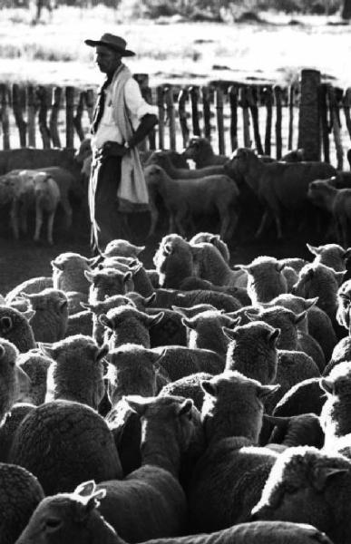 Pastore con gregge di capre