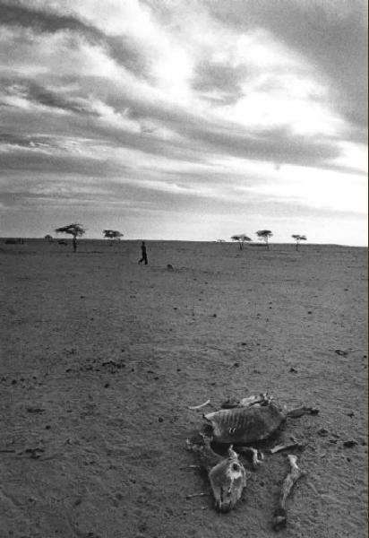 Altopiano africano - resti di montone morto