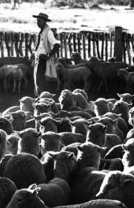 Pastore con gregge di capre