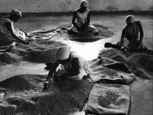 Gruppo di donne durante la cernita di chicchi di caffè all'interno di una fazenda