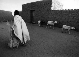 Cortile di villaggio rurale con pecore e pastore di passaggio