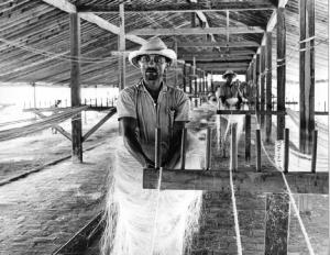 Uomo all'interno di una fazenda durante la lavorazione del Sisal