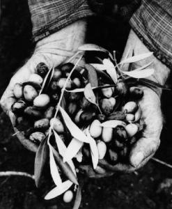 Saponara (Messina) - Mani di contadino con olive