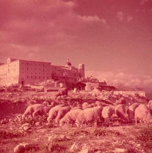 Italia del Sud. abbazia di Montecassino - gregge di pecore