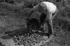 Italia del Sud. Sicilia - raccolta delle patate - bracciante