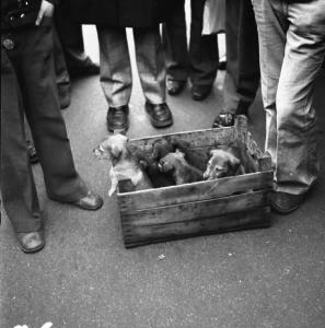 Fiera di Sinigaglia. Milano - Mercatino - Cassetta di legno con cuccioli di cane
