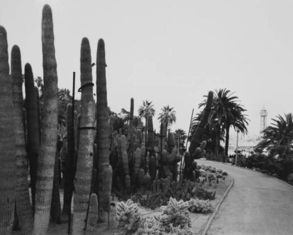 Barcellona. Orto botanico - cactus - sullo sfondo un porto