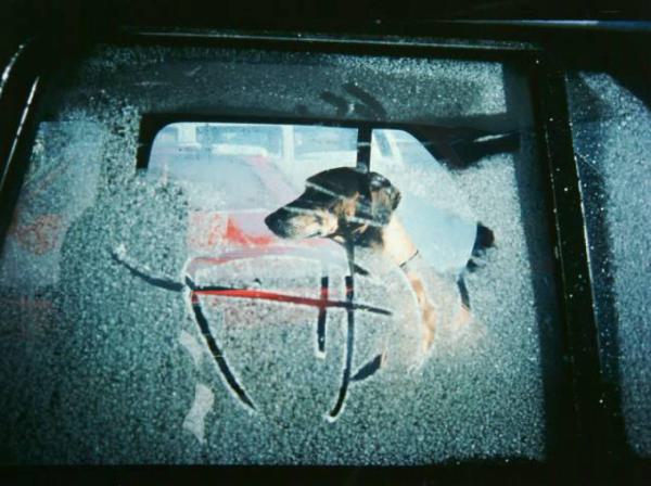 Cane chiuso in macchina visto attraverso il vetro brinato