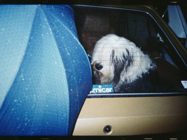Cane chiuso in macchina