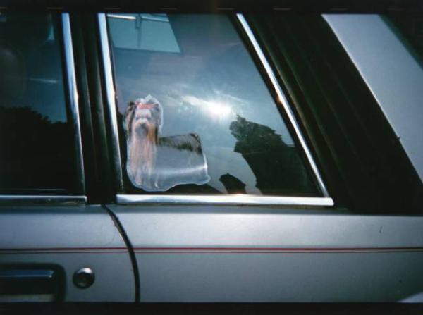 Adesivo rappresentante un cane incollato sul vetro di una macchina