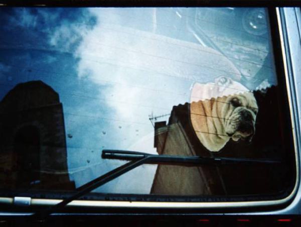 Adesivo rappresentante il muso di un cane husky incollato sul vetro di una macchina
