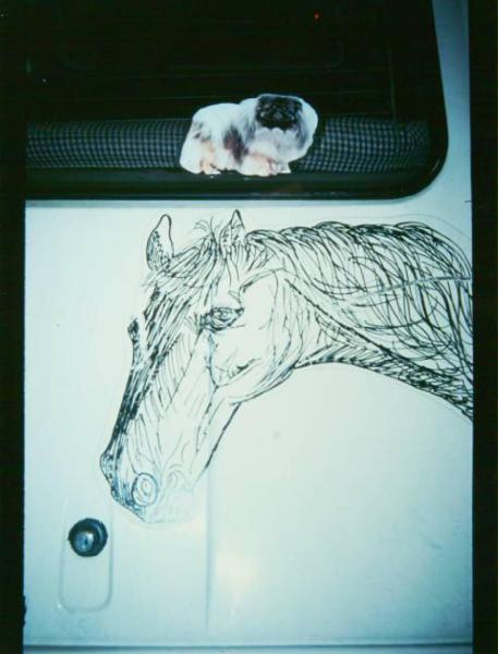 Adesivo rappresentante un cane incollato sul vetro di una macchina - serigrafia di un cavallo sulla carrozzeria