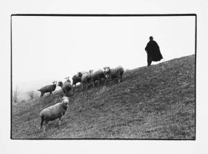 Lucania - San Fele - pastore e gregge di pecore