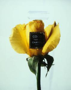 Still-life - Rosa gialla - Boccetta di profumo Coco Chanel