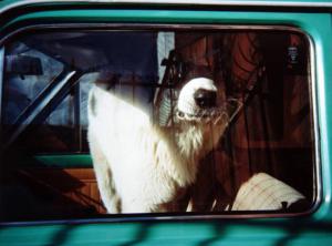 Cane chiuso in macchina - husky