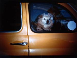 Cane chiuso in macchina - volpino