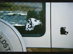 Adesivo rappresentante il muso di un cane incollato sul vetro di una macchina
