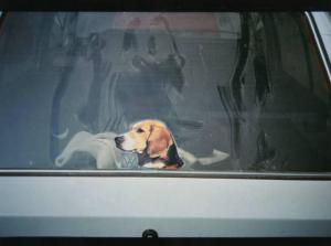 Adesivo rappresentante il muso di un cane incollato sul vetro di una macchina