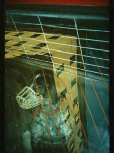Cane chiuso in macchina - bracco con la museruola - palazzo riflesso nel vetro