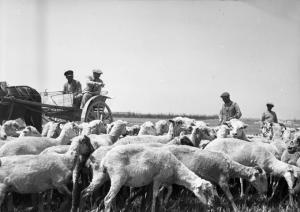 Italia del Sud. Puglia - gregge di pecore