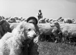 Italia del Sud. Puglia - gregge di pecore - cane da pastore
