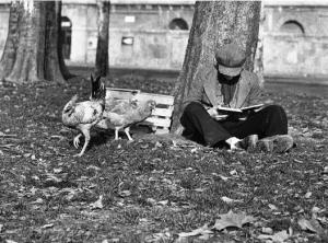 Milano. Uomo pascola galline al parco