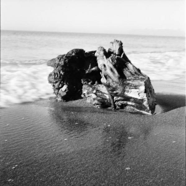 Lido di Venezia - Tronco d'albero sulla spiaggia