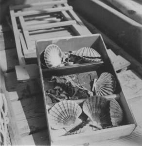 Venezia - Conchiglie e cavallucci marini in una cassetta di legno