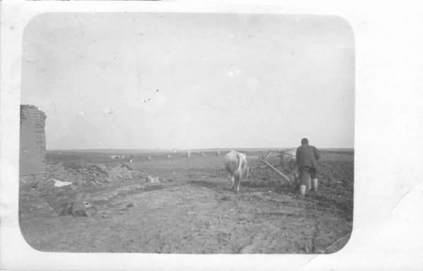Terreno agrario - Lavorazione - Impiego di un aratro a trazione animale da parte di un contadino bulgaro