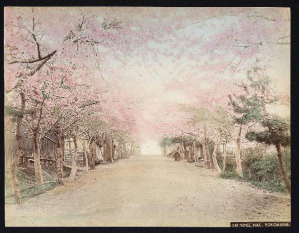 Giappone - Yokohama - Collina di Noge - Viale con ciliegi in fiore