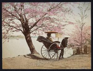 Giappone - Tokyo (quartiere Mukojima) - Viale con ciliegi in fiore / Donna in richsaw con portatore