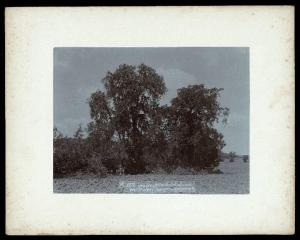 Eritrea - Albero (Juniperus Procera)